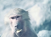 Funny Monkey