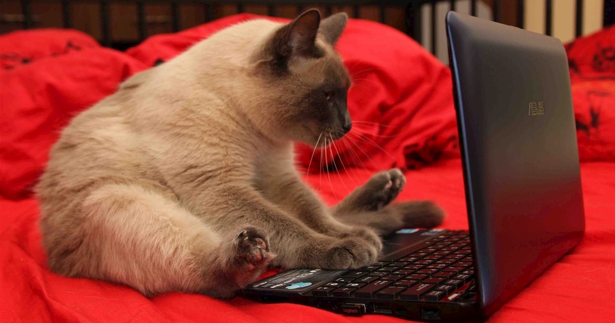 funny picture on the Internet5